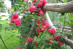Roses-2012-Minnetrista-187