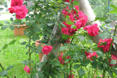 Roses-2012-Minnetrista-189