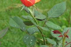 Roses-2012-Minnetrista-191