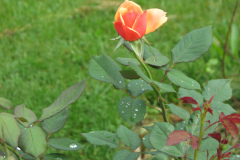 Roses-2012-Minnetrista-192