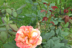 Roses-2012-Minnetrista-193