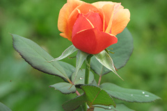 Roses-2012-Minnetrista-197
