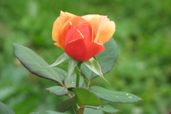 Roses-2012-Minnetrista-198