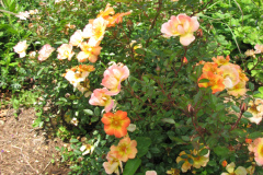 Roses-2012-Minnetrista-2