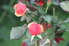 Roses-2012-Minnetrista-201