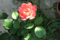 Roses-2012-Minnetrista-212