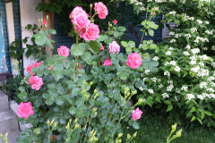 Roses-2012-Minnetrista-213