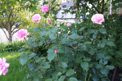 Roses-2012-Minnetrista-216