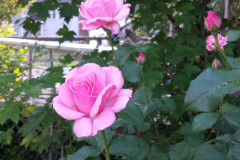 Roses-2012-Minnetrista-218