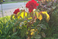 Roses-2012-Minnetrista-221