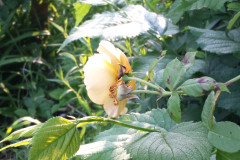 Roses-2012-Minnetrista-224