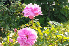 Roses-2012-Minnetrista-229