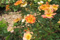 Roses-2012-Minnetrista-23
