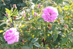 Roses-2012-Minnetrista-231