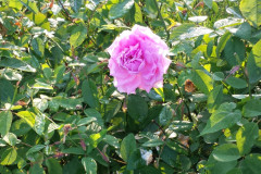 Roses-2012-Minnetrista-232