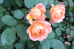 Roses-2012-Minnetrista-239