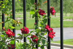 Roses-2012-Minnetrista-24