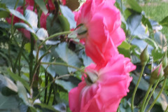 Roses-2012-Minnetrista-240