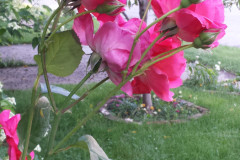 Roses-2012-Minnetrista-241