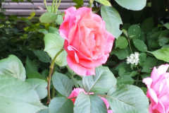 Roses-2012-Minnetrista-243