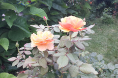 Roses-2012-Minnetrista-247