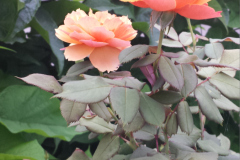 Roses-2012-Minnetrista-253