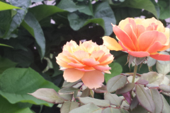 Roses-2012-Minnetrista-254