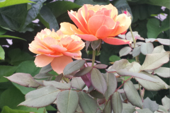 Roses-2012-Minnetrista-255