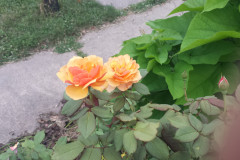 Roses-2012-Minnetrista-256