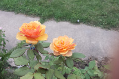 Roses-2012-Minnetrista-257