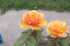 Roses-2012-Minnetrista-260