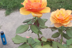 Roses-2012-Minnetrista-261