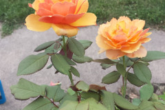 Roses-2012-Minnetrista-262