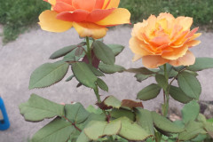 Roses-2012-Minnetrista-263