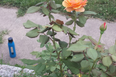 Roses-2012-Minnetrista-264