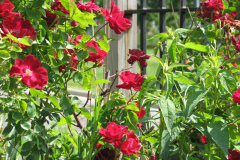 Roses-2012-Minnetrista-27