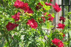 Roses-2012-Minnetrista-28