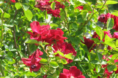 Roses-2012-Minnetrista-30