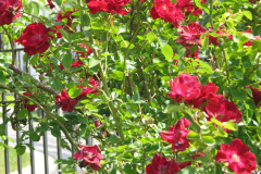 Roses-2012-Minnetrista-31