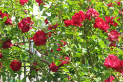 Roses-2012-Minnetrista-33