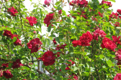 Roses-2012-Minnetrista-34