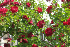 Roses-2012-Minnetrista-35