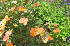 Roses-2012-Minnetrista-4