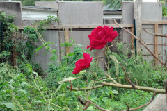 Roses-2012-Minnetrista-40