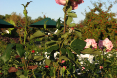 Roses-2012-Minnetrista-46