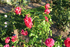 Roses-2012-Minnetrista-48