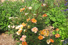 Roses-2012-Minnetrista-5