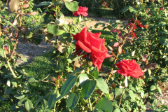 Roses-2012-Minnetrista-50