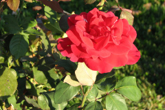 Roses-2012-Minnetrista-53