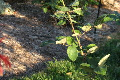 Roses-2012-Minnetrista-55